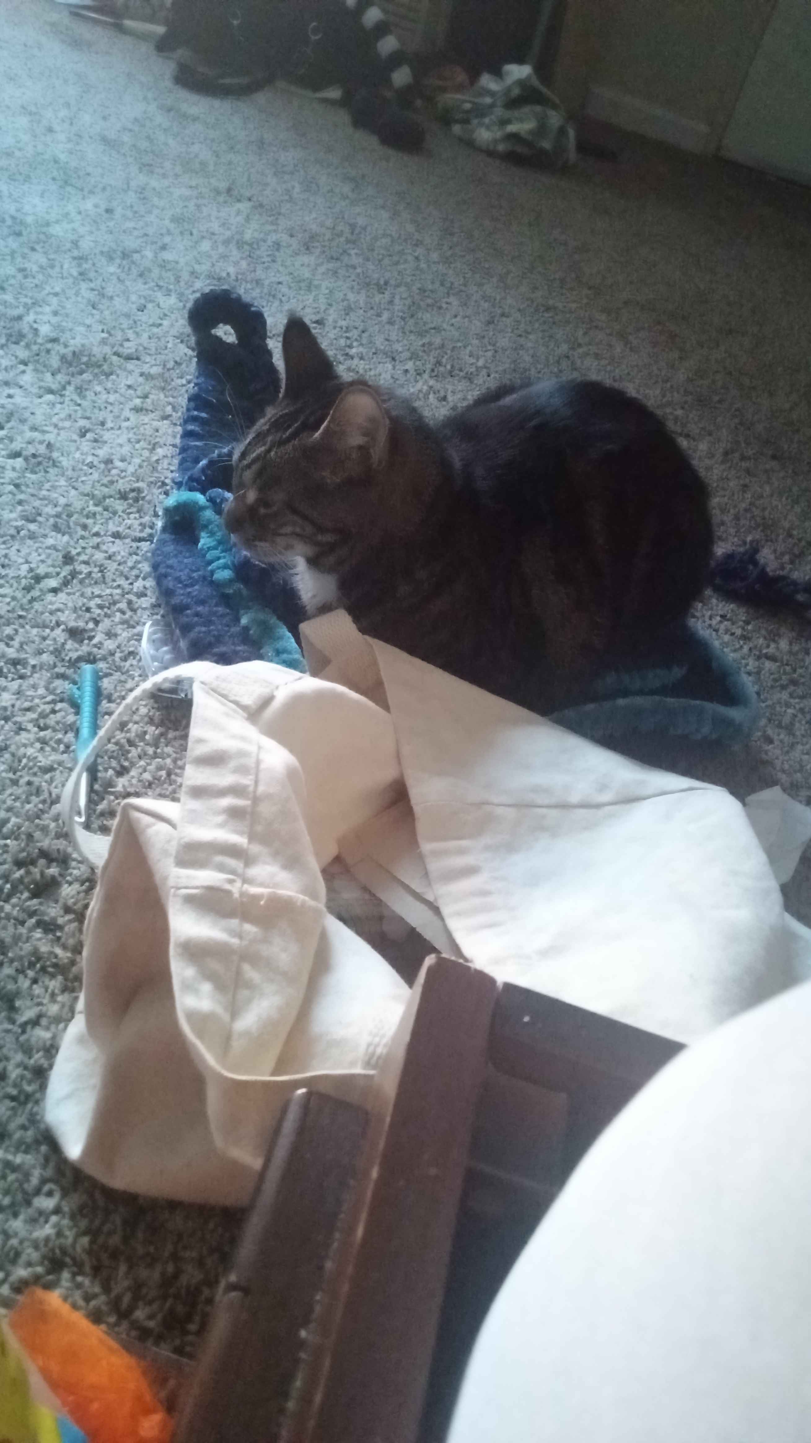 cat sitting on crochet project